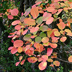 bricolage feuilles automne 1